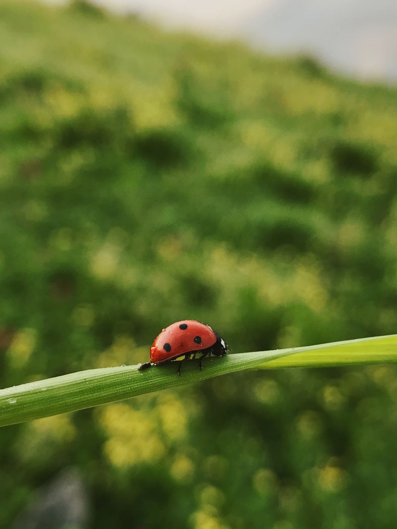 Why are bug bounties becoming more popular in the tech industry?cybersecurity,bugbountyprograms,techindustry,vulnerabilitymanagement,riskmitigation